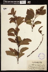 Alnus viridis subsp. sinuata image