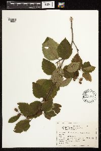 Alnus viridis subsp. sinuata image