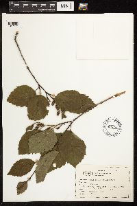 Alnus viridis subsp. sinuata image