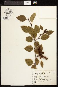 Alnus viridis subsp. sinuata image