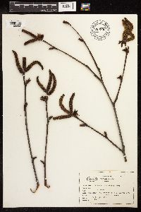 Alnus viridis subsp. sinuata image