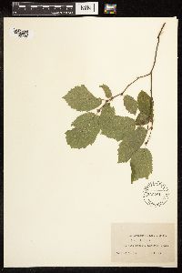 Alnus viridis subsp. sinuata image