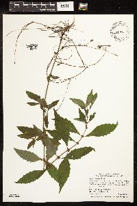 Lycopus uniflorus image