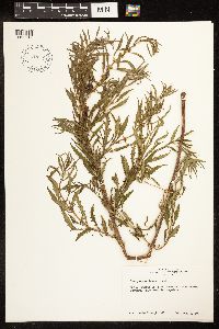 Lycopus americanus image