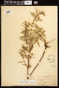 Lycopus americanus image