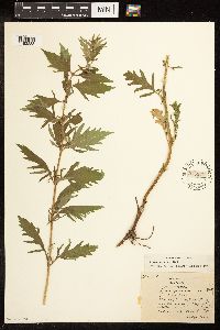thumbnail image of current specimen