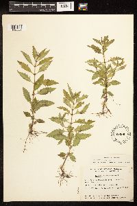 Thumbnail image of current specimen