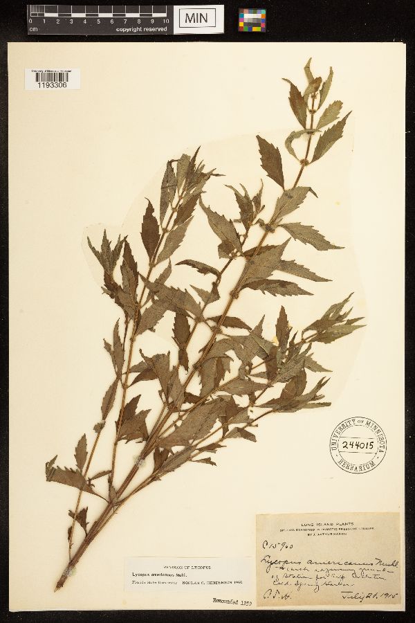 Lycopus americanus image