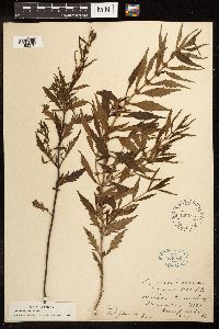 Lycopus americanus image