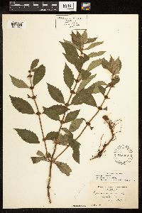 Thumbnail image of current specimen