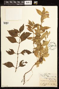thumbnail image of current specimen