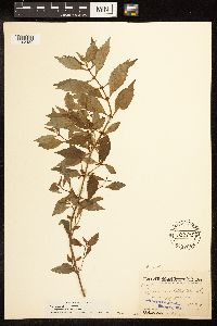 Thumbnail image of current specimen