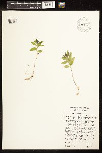 Lycopus uniflorus image