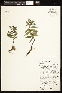 Lycopus uniflorus image