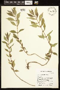 Lycopus uniflorus image