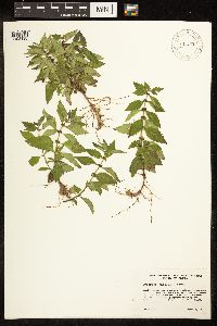 Lycopus uniflorus image