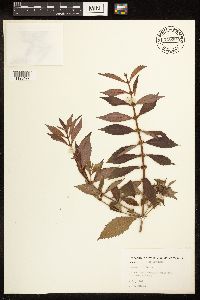 Lycopus uniflorus image