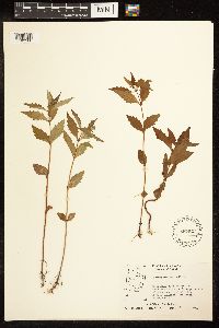 Lycopus uniflorus image