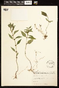 Lycopus uniflorus image