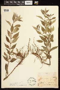 Lycopus uniflorus image