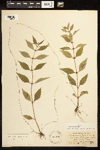 Lycopus uniflorus image