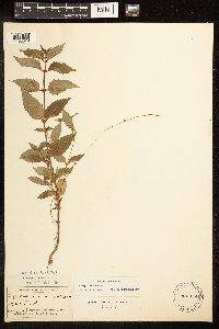 Lycopus uniflorus image