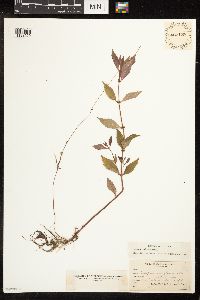 Lycopus uniflorus image