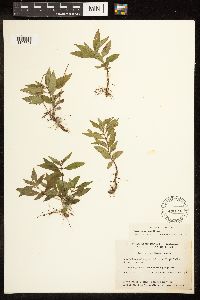 Lycopus uniflorus image