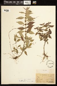 Lycopus uniflorus image