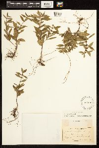 Lycopus uniflorus image