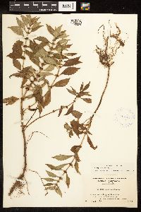 Lycopus uniflorus image