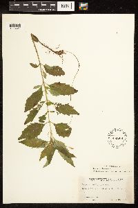 Lycopus uniflorus image