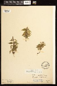 Lycopus uniflorus image