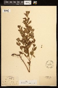 Lycopus uniflorus image