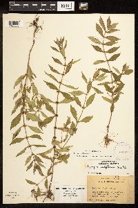 Lycopus uniflorus image