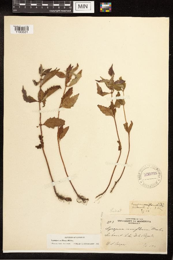 Lycopus uniflorus image
