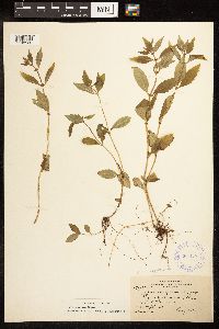 Lycopus uniflorus image