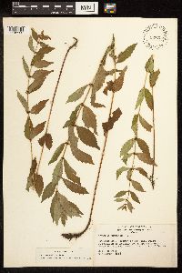 Lycopus uniflorus image