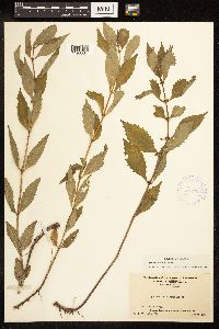 Lycopus uniflorus image