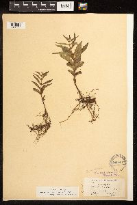 Lycopus uniflorus image