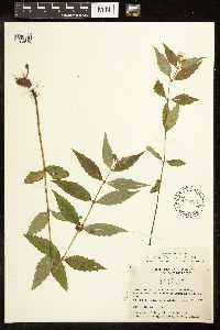Lycopus uniflorus image