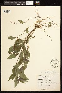 Lycopus uniflorus image