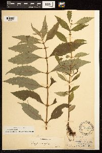 Lycopus uniflorus image