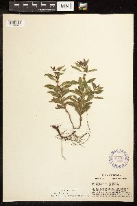 Lycopus uniflorus image