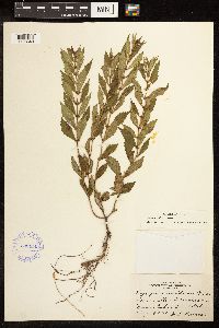 Lycopus uniflorus image