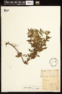Lycopus uniflorus image