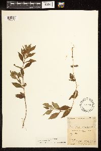 Lycopus uniflorus image