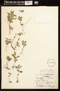 Lycopus uniflorus image