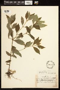 Lycopus uniflorus image