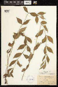 Lycopus uniflorus image